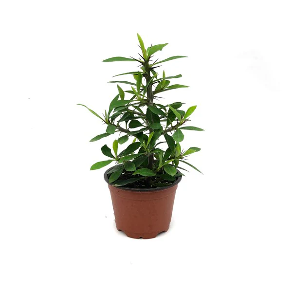 CLK Euphorbia Milii Pink Flower Thin Stem 3.5 until 4 Inch Pot USA Seller - £18.68 GBP