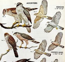 Accipiter Hawk Varieties And Types 1966 Color Bird Art Print Nature ADBN1Q - $19.99