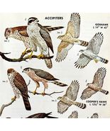 Accipiter Hawk Varieties And Types 1966 Color Bird Art Print Nature ADBN1Q - $28.01 CAD
