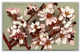 Almond Flower Blossoms on Branch UNP DB Postcard Z5 - $2.92