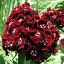 Sweet William Dianthus Dunetti Red Spring Blooms Butterflies 200 Seeds Fresh Gar - £7.43 GBP