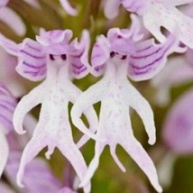 50Pcs Naked Man Orchid Orchis Italica Flower Seeds Bonsai Usa Fast Shipping - £7.95 GBP