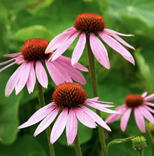 Purple Coneflower Seeds Echinacea Flower Perennial 50 Seeds Garden - $5.98