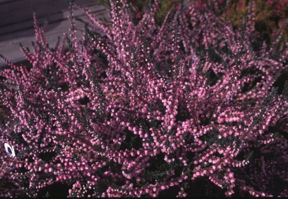 SCOT&#39;S HEATHER Calluna Vulgaris - 500 SEEDS.  - $17.70