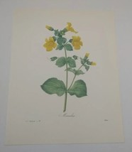 P J Redoute Beautiful Monkey Flower Botanical Art Print Book Plate 79 - £9.68 GBP