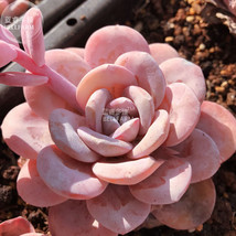 10 Seeds Echeveria Lauii Pink Succulent Lovely Plant Beautiful - £5.64 GBP