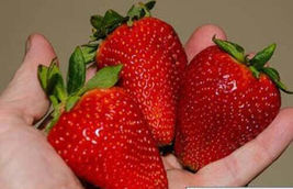 20 Live Plants Albion Strawberry Everbearing - Extra Large - Ships Bareroot - £78.55 GBP