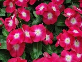 40 Fragrant Rose Halo Periwinkle Flower Seeds / Annual/ Vinca / Deer Resistant - £11.50 GBP