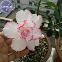 NEW BELLFARM &#39;Pink Lover&#39; Water Pink White Desert Rose Adenium with rose pink ed - £5.47 GBP