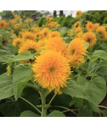 Teddy Bear Sunflower Seeds, Compact, Dwarf Sungold Sunflower, NON-GMO, FREE SHIP - $1.77 - $50.78