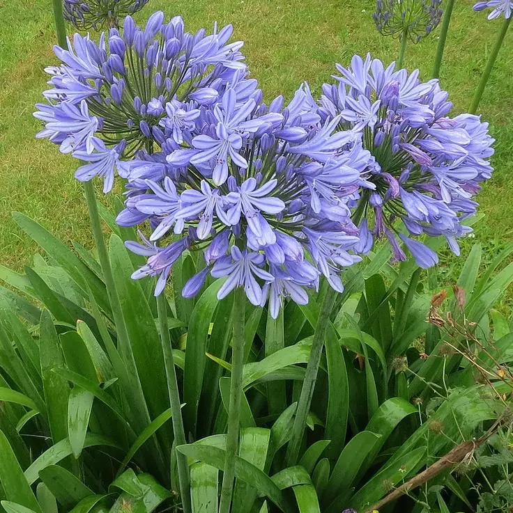 Agapanthus Blue PETER PAN African Lily Nile 3 Live Flower Plant Bush Bul... - £29.21 GBP