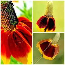 200+ Seeds Mexican Hat Perennial Spring - $13.00