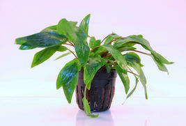 CRYPTOCORYNE PETCHII 1 POT -Freshwater Aquatic Live Plants  - $4.94