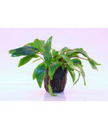 CRYPTOCORYNE PETCHII 1 POT -Freshwater Aquatic Live Plants  - $4.94