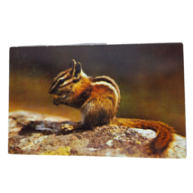 Postcard Chipmunk Eating Nuts Chrome Unposted - £5.69 GBP