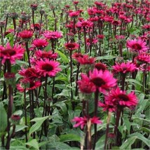 50 Fatal Attraction Coneflower Seeds Echinacea Perennial Flowers Seed - £9.42 GBP
