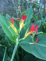 SGHOST Canna Speciosa Wild Canna Lily Red And Yellow Canna 10 Seeds USA Seller - $9.85