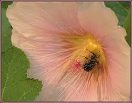 THJAR 30+ GIANT SALMON COLOR DANISH HOLLYHOCK FLOWER SEEDS - £5.65 GBP