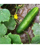 MX Pioneer F1 Cucumber Hybrid Cucumis Sativus Vegetable Seeds High Yield... - $507.89 MXN