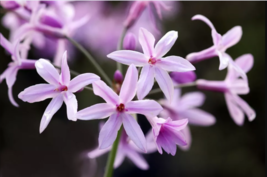50 Society Garlic Seeds | Ornamental, Edible, Perennial, Flowering (T. v... - £11.22 GBP