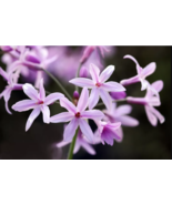 50 Society Garlic Seeds | Ornamental, Edible, Perennial, Flowering (T. v... - $20.40 CAD