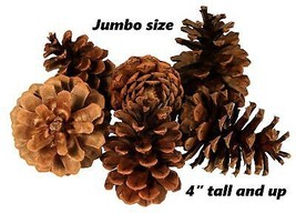 Lot of 25 - Oregon PONDEROSA Pine Cones Organic Natural JUMBO SIZE 4&quot; or... - £16.51 GBP