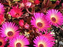 Garden Store Ice Plant Succulent Dorotheanthus Bellidiformis 45 Seeds - £7.04 GBP