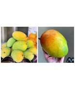 Edward Mango Authentic Live fruit tropical tree mangifera seedling - $143.59 CAD