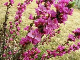 FROM US 16 Seeds Daphne Mezereum Garland Flower Paradise GV18 - $41.10