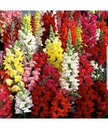 Snapdragon Tall Mix Seeds 2500+ Tall Flower Bright Mixed Colors   - $5.08