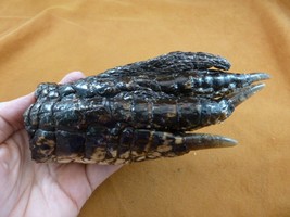 (g630-62) 7&quot; Super Jumbo Gator Foot Paw Alligator Taxidermy Feet Claw Fl Gators - £63.51 GBP