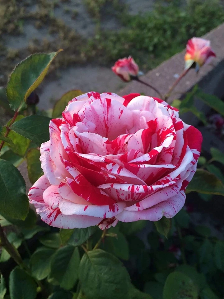 BStore 50 White Blood Rose Plant Flower Fragrant Garden Seeds Starter Kits - $9.76