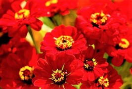 Zinnia Seeds Scarlet Flame Nongmo 100 Seeds 4 Items Shiping - $8.35