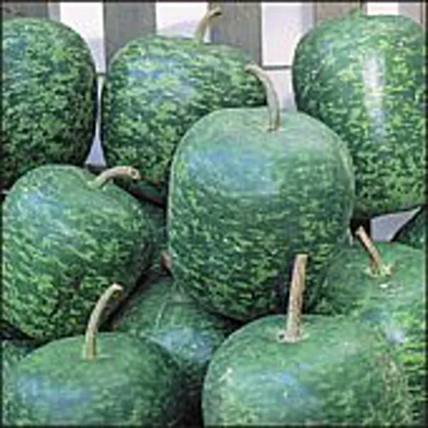 Apple Gourds (Large) Seeds (20+ Seeds) Non Gmo Vegetable Fruit Herb Flower S Usa - £14.45 GBP