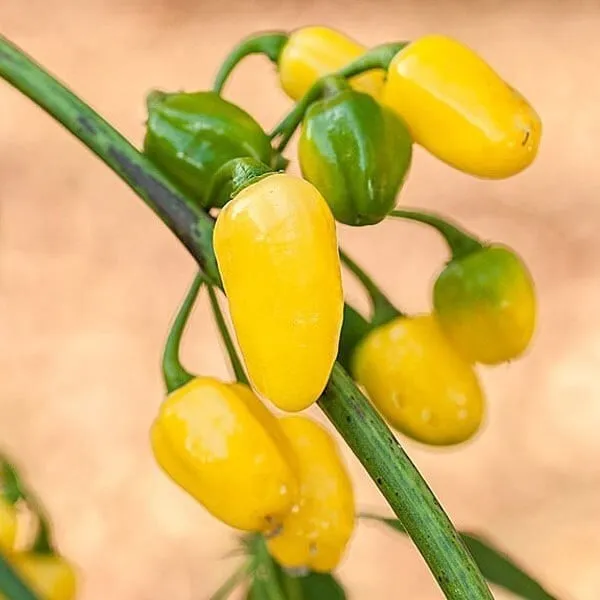 TKBONStore Cumari Do Para Quality Premium Pepper 25 Seeds - $9.56