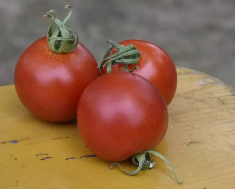 WWATER 50 Seeds Quedlinburger Fruhe Liebe Tomato Tomatoe Vegetable Garden Seeds - £7.29 GBP