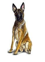 Belgian Shepherd Malinois Police Rescue Guard Dog Lover Vinyl Decal Sticker Gift - £5.50 GBP+