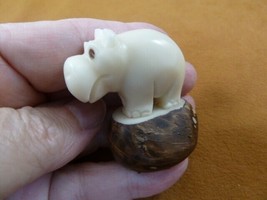 (TNE-HIP-499f) little Hippo Hippopotamus TAGUA NUT Figurine palm I love ... - $391.39 MXN