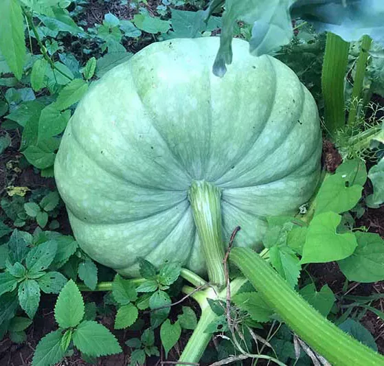 15+Jarrahdale Blue Pumpkin Seeds Sweet - $5.78