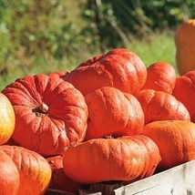 FRESH Cinderella Pumpkin Seeds Rouge vif D&#39;Etampes - £8.78 GBP