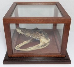 Vtg Alligator Taxidermy Head In Wood Glass Display Case Home Decor Gift - $264.60