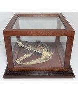 Vtg Alligator Taxidermy Head In Wood Glass Display Case Home Decor Gift - $264.60