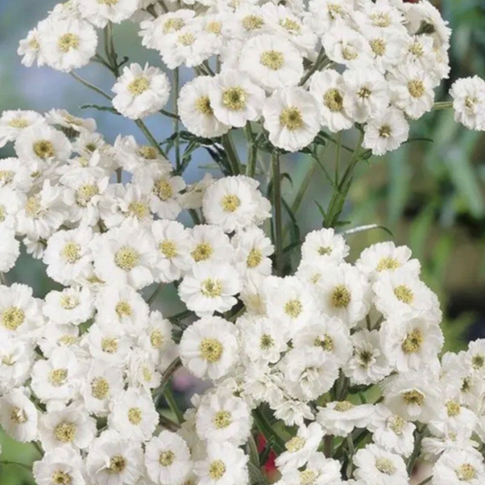 Yarrow The Pearl Seeds 50 seeds Fresh Gardening - $11.75