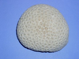 Brain Coral Snowflake Star Pattern 5 Inch X 4.25 Inch 1 Pound - £117.46 GBP