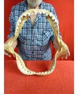 sj470-68) 19-1/4&quot; Tiger SHARK jaw sharks jaws t**th Galeocerdo taxidermy... - £1,439.69 GBP
