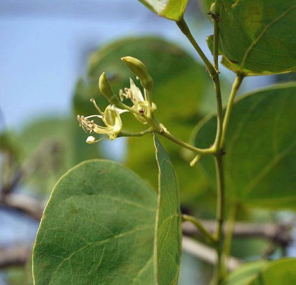 HT Bauhinia Racemosa Bidi Leaf Tree Sonpatta 5 Seeds Garden Seeds - $23.25