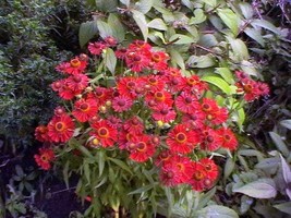 10 Perennial Organic Helenium Mariachi Siesta Plants Flowers Grasses Herbs - £54.25 GBP