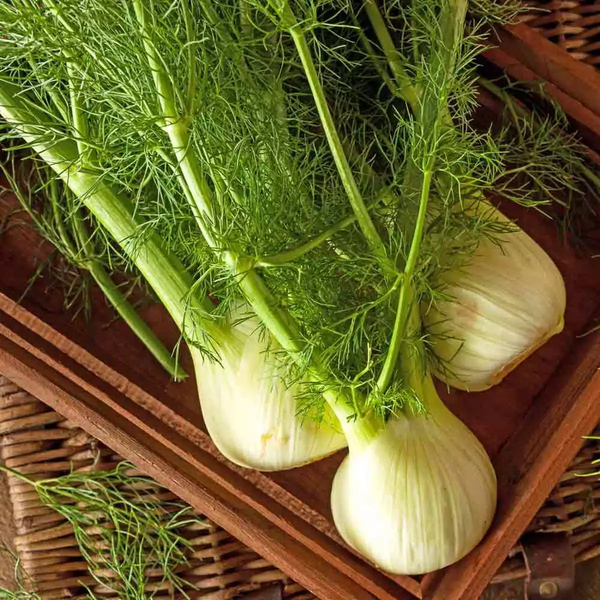 Florence Fennel Seeds 300 Seeds Heirloom Non Gmo Fresh New - £6.08 GBP