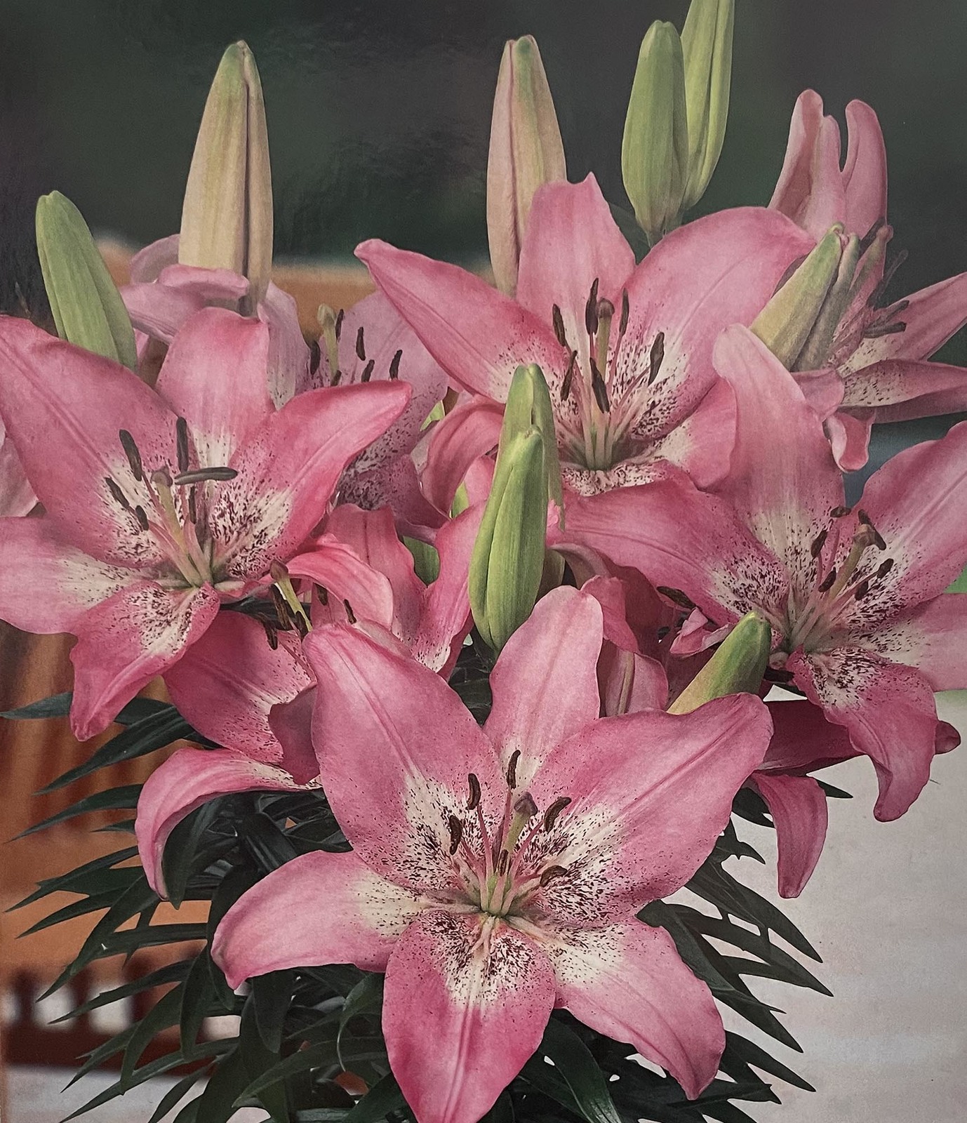 Trendy Nicosia Domingo Asiatic Lily 3 Bulbs - 14/16cm Bulbs - NEW - $35.99