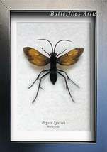 Real Tarantula Hawk Wasp Pepsis Gold Back Form Entomology Collectible Sh... - $74.99